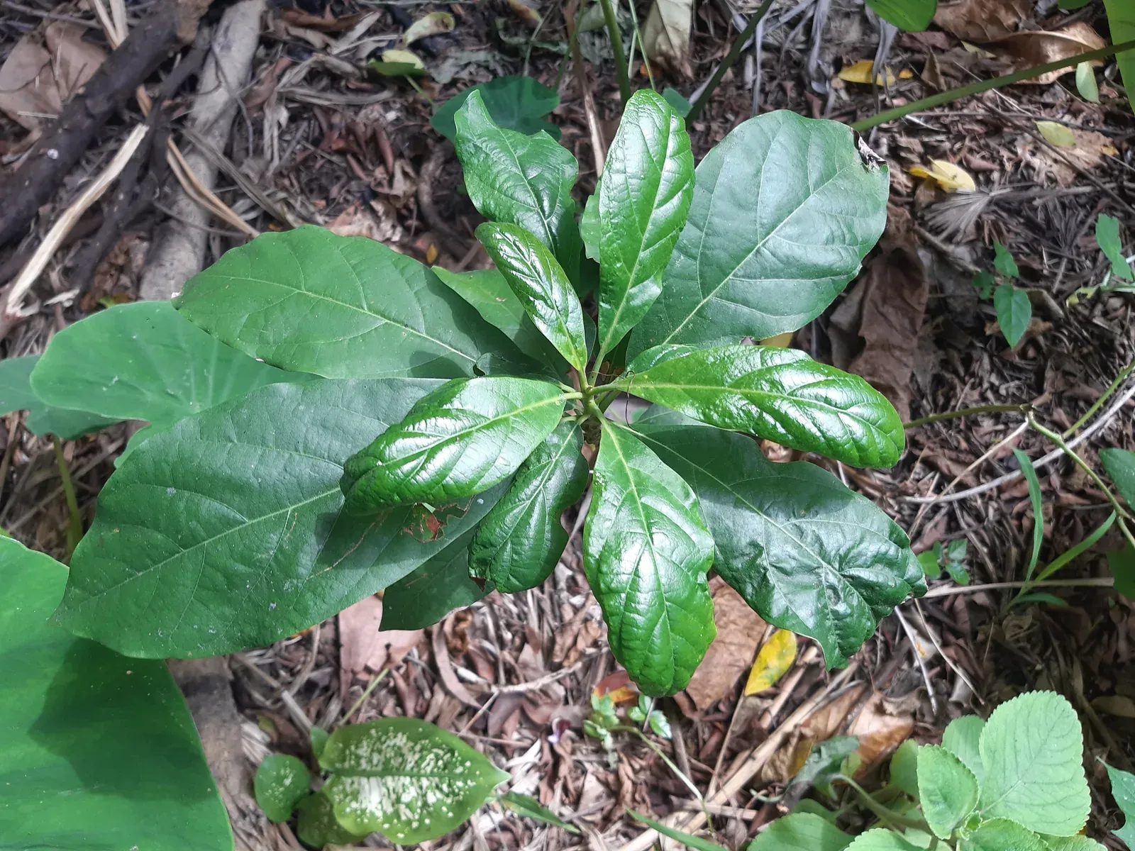 Abacate (Persea americana)