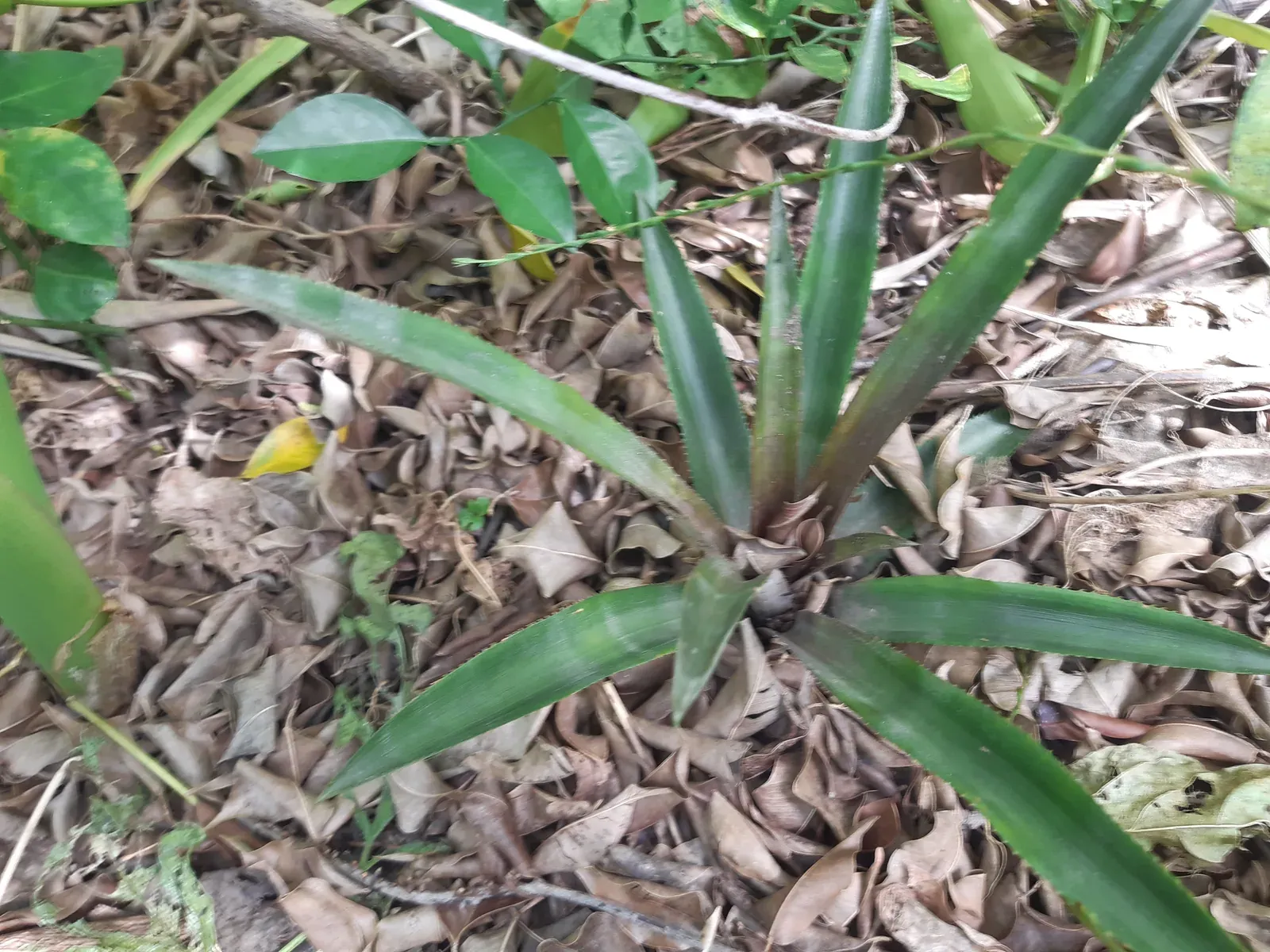 Abacaxi (Ananas comosus)