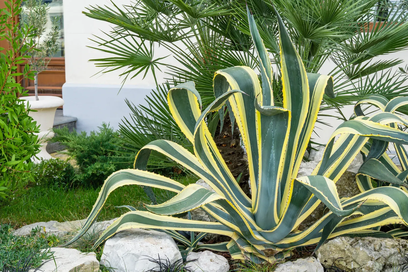 Agave (Agave americana subesp. americana)