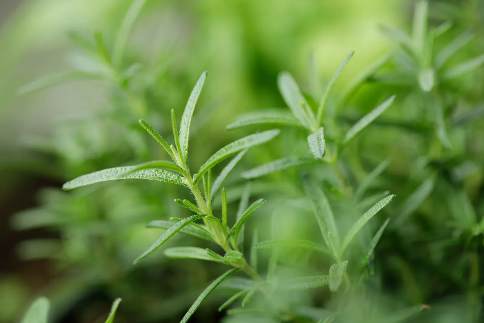 Alecrim (Salvia rosmarinus)