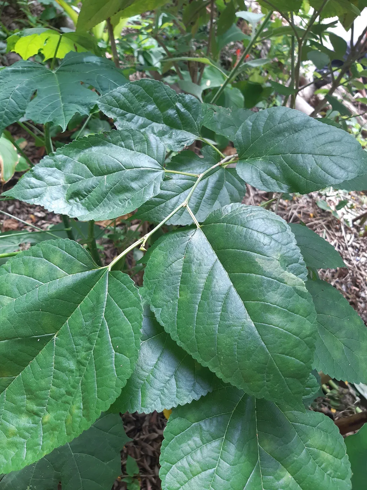 Amora, amoreira (Morus nigra L.)