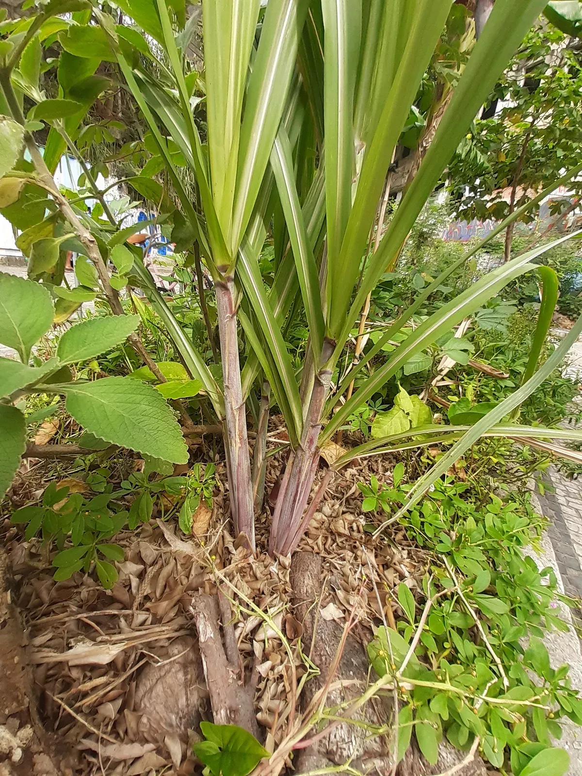 Cana de açúcar (Saccharum officinarum L.)