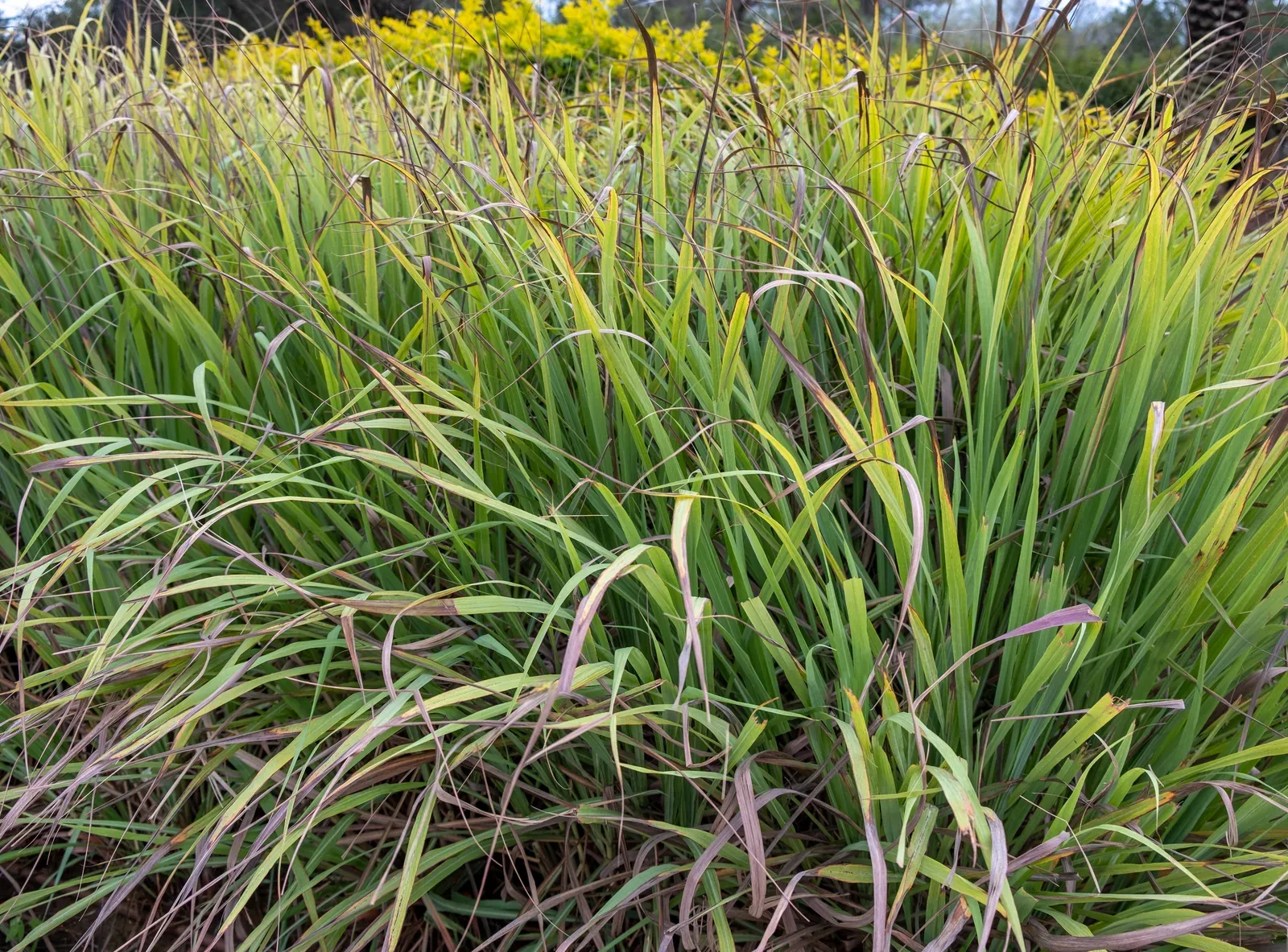 Capim limão / Capim cidreira (Cymbopogon citratus)