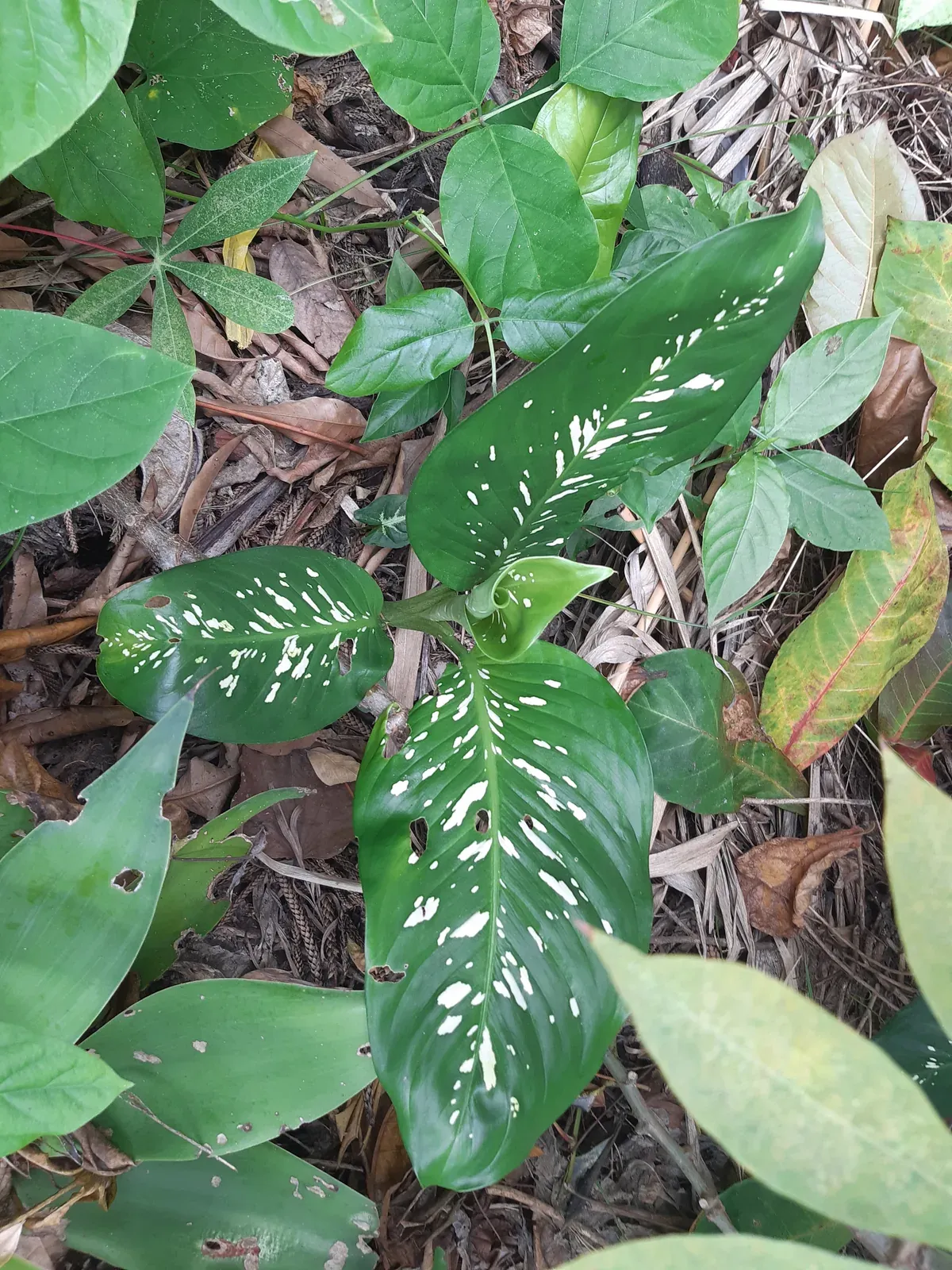 Comigo ninguém pode (Dieffenbachia seguine)