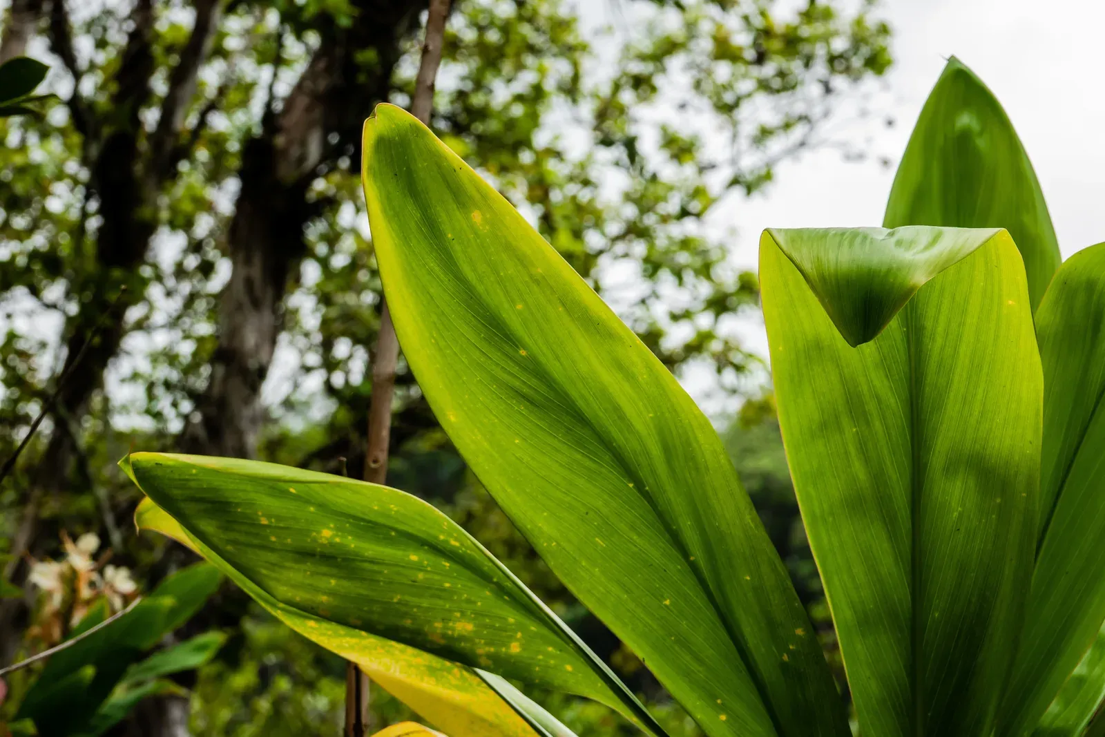 Cordyline fruticosa (Cordyline fruticosa (L.) A. Chev.)