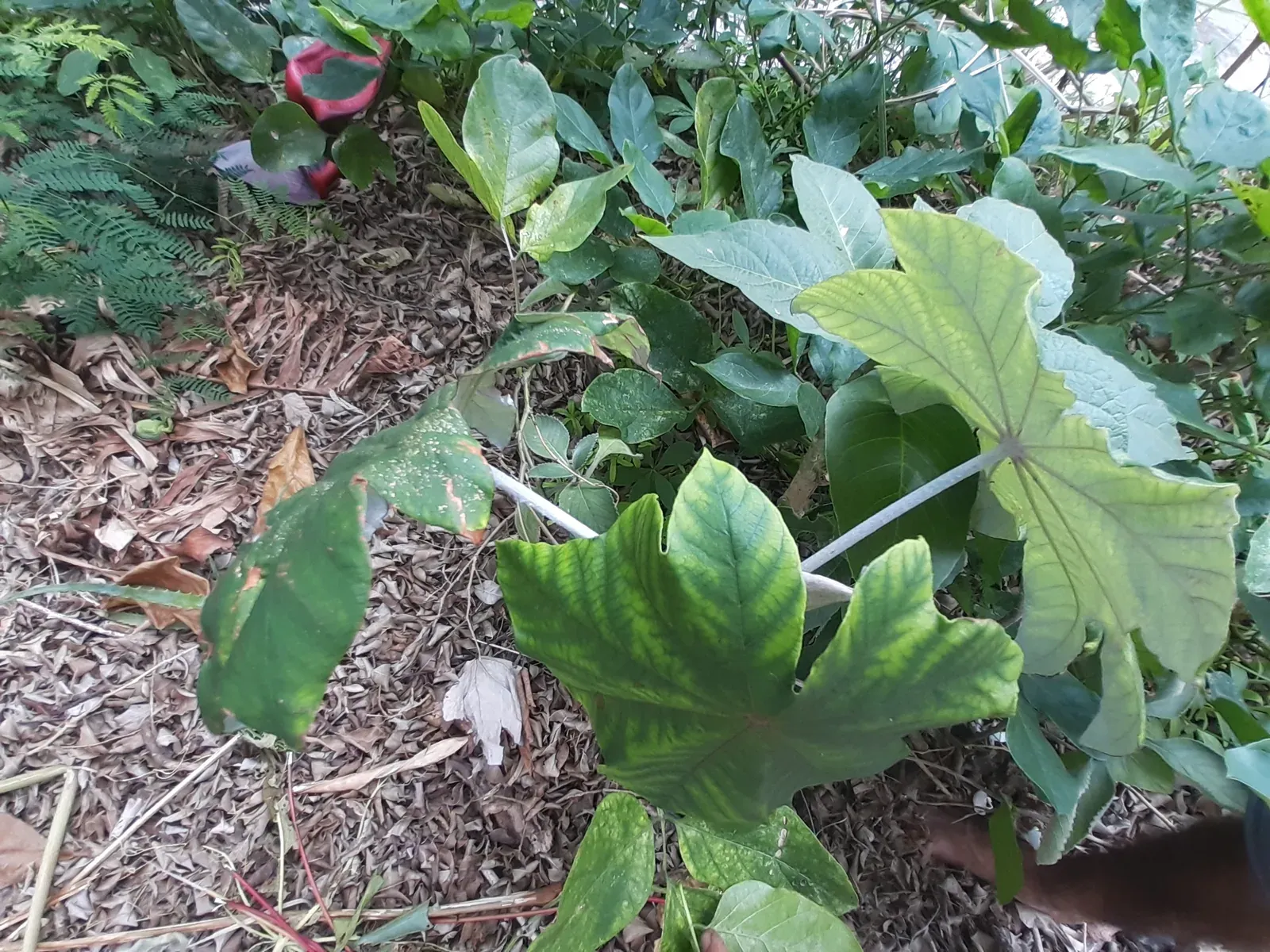 Embauba ((Pourouma cecropiifolia Mart.))
