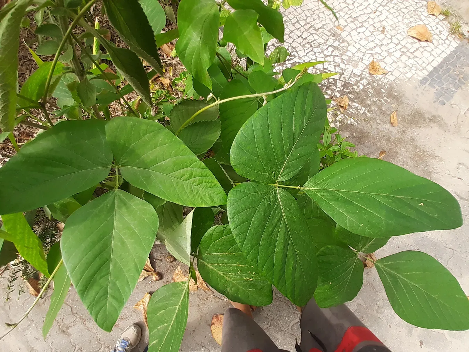 Feijão mucuna-preta (Mucuna pruriens Cultivar: Preta)