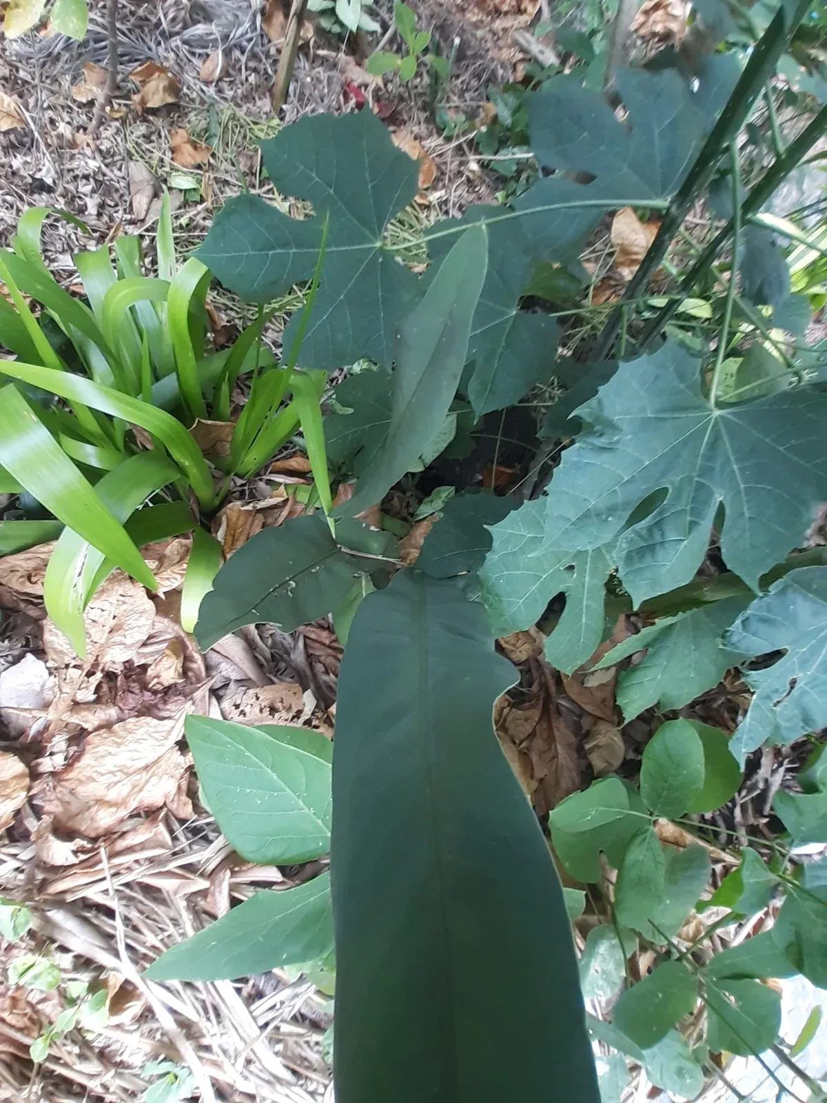 Gervão (Stachytarpheta jamaicensis)