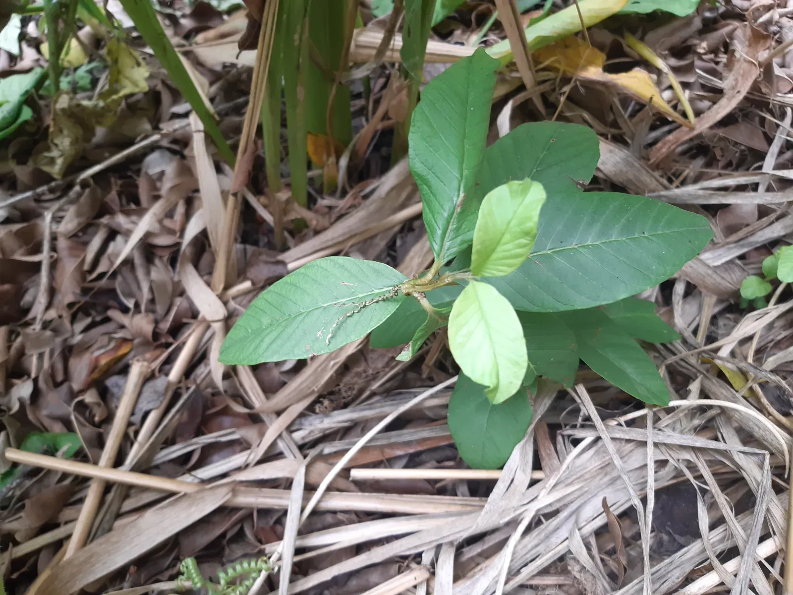 Goiaba (Psidium guajava L.)