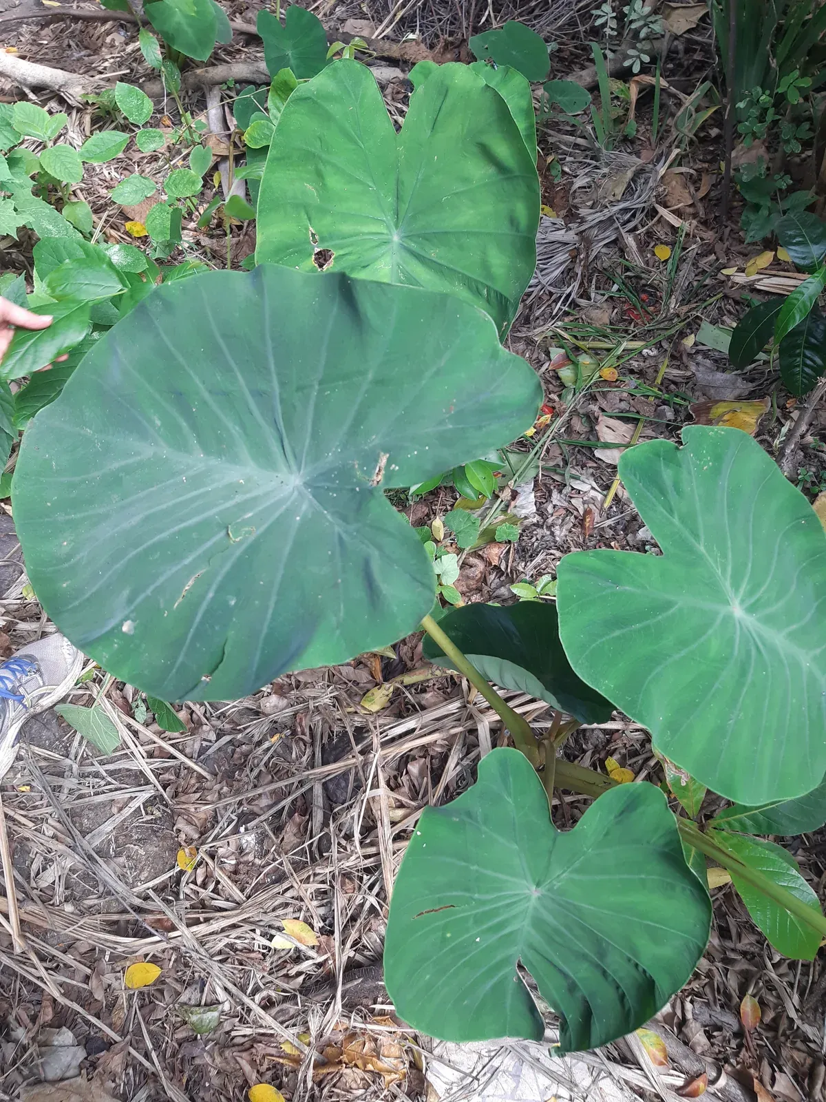 Inhame (Colocasia esculenta)