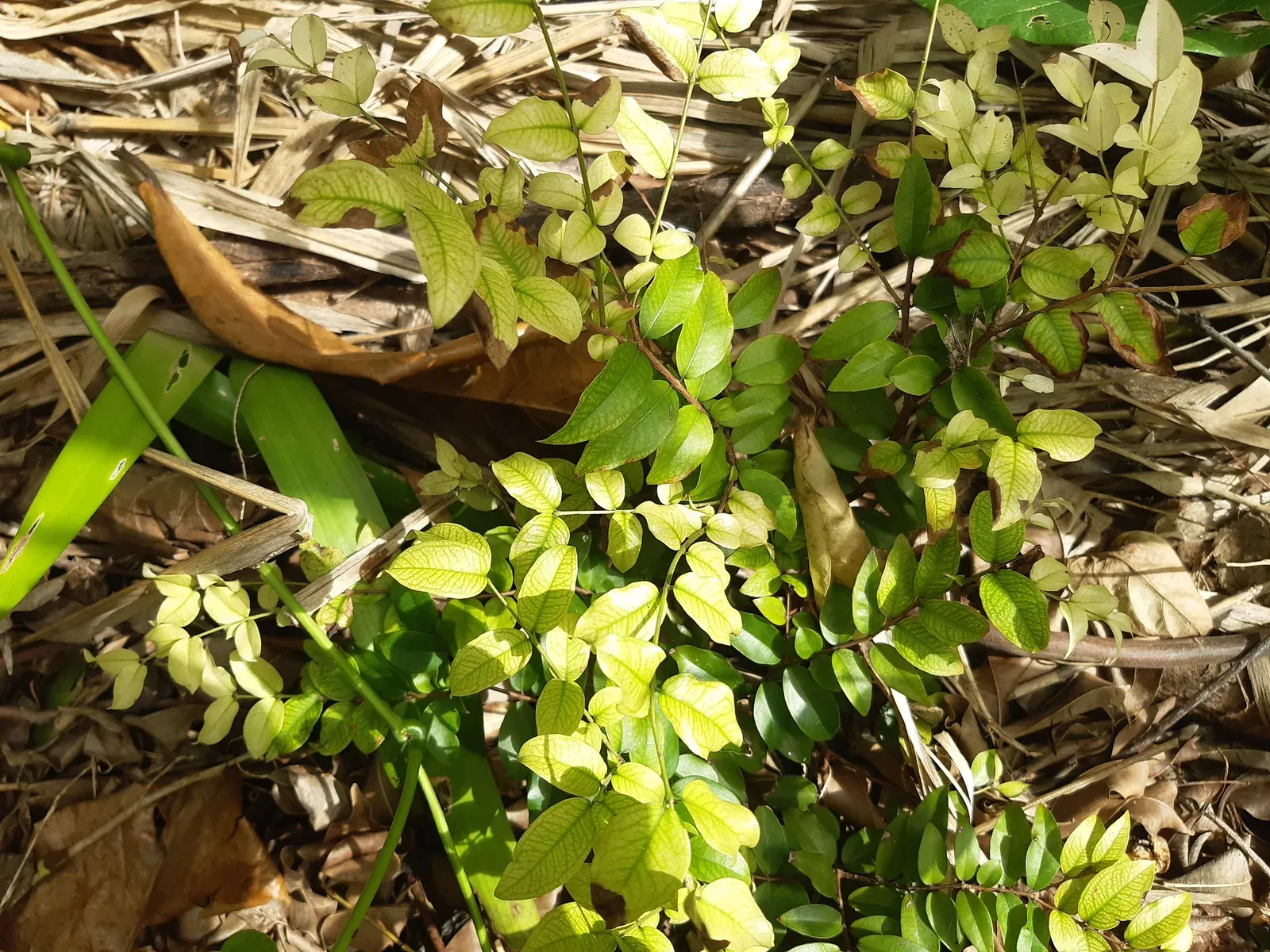 Jabuticaba (Plinia cauliflora (Mart.) Kausel)