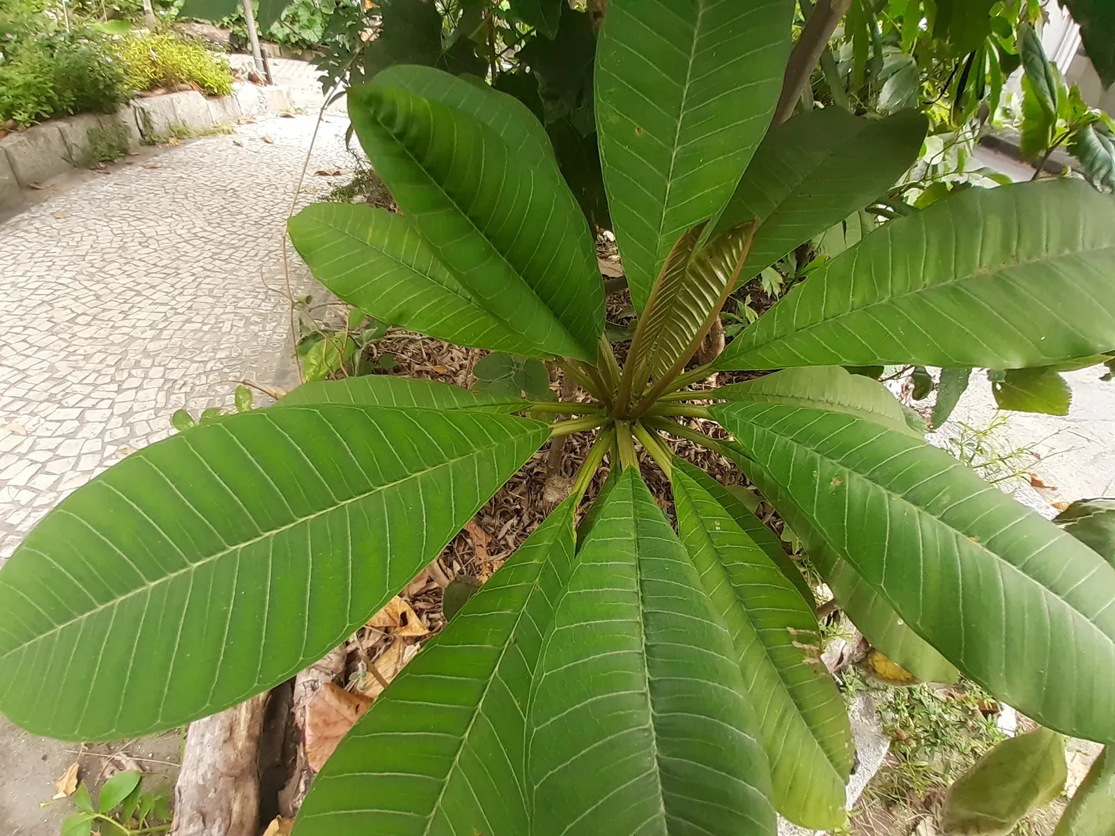 Jasmim-manga (Plumeria rubra L.)