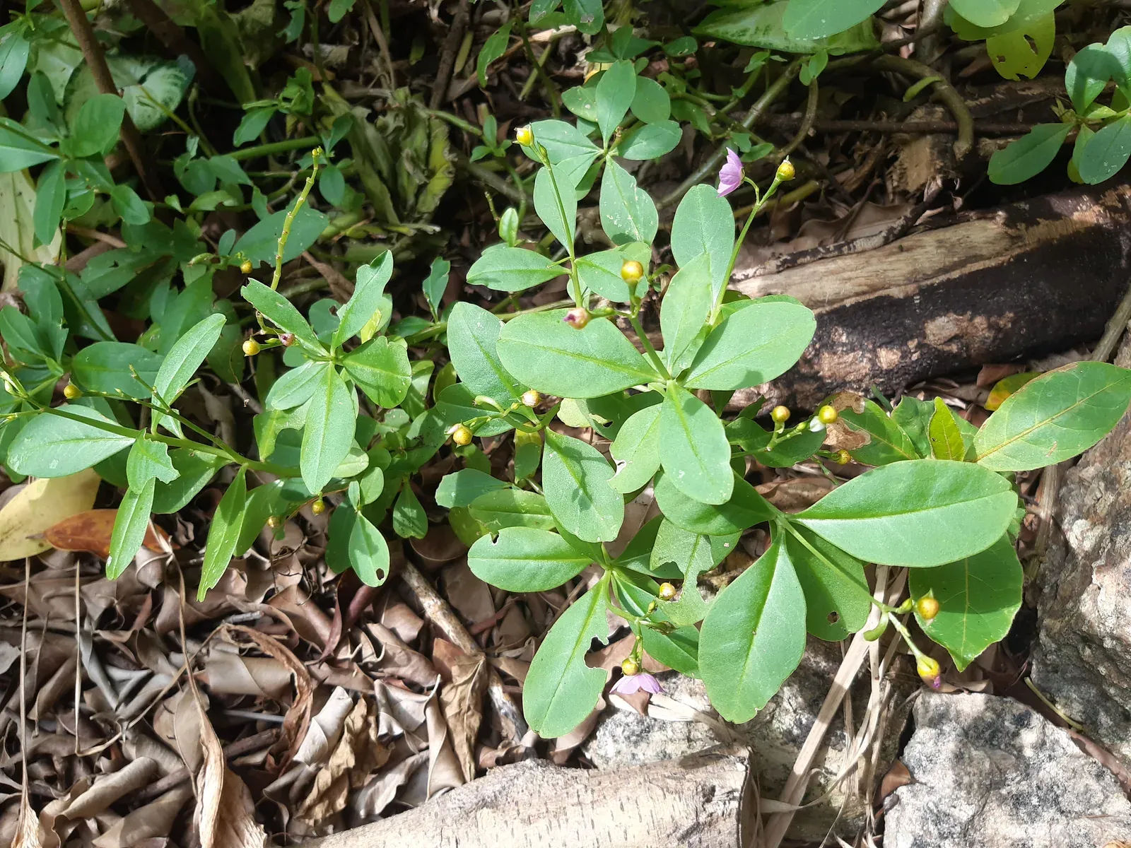 João-gomes (Talinum paniculatum (Jacq.) Gaertn.)