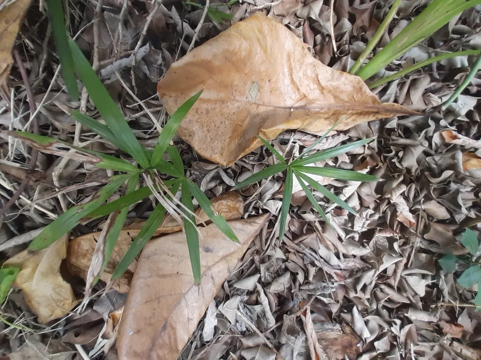 Juçara (Euterpe edulis Mart.)