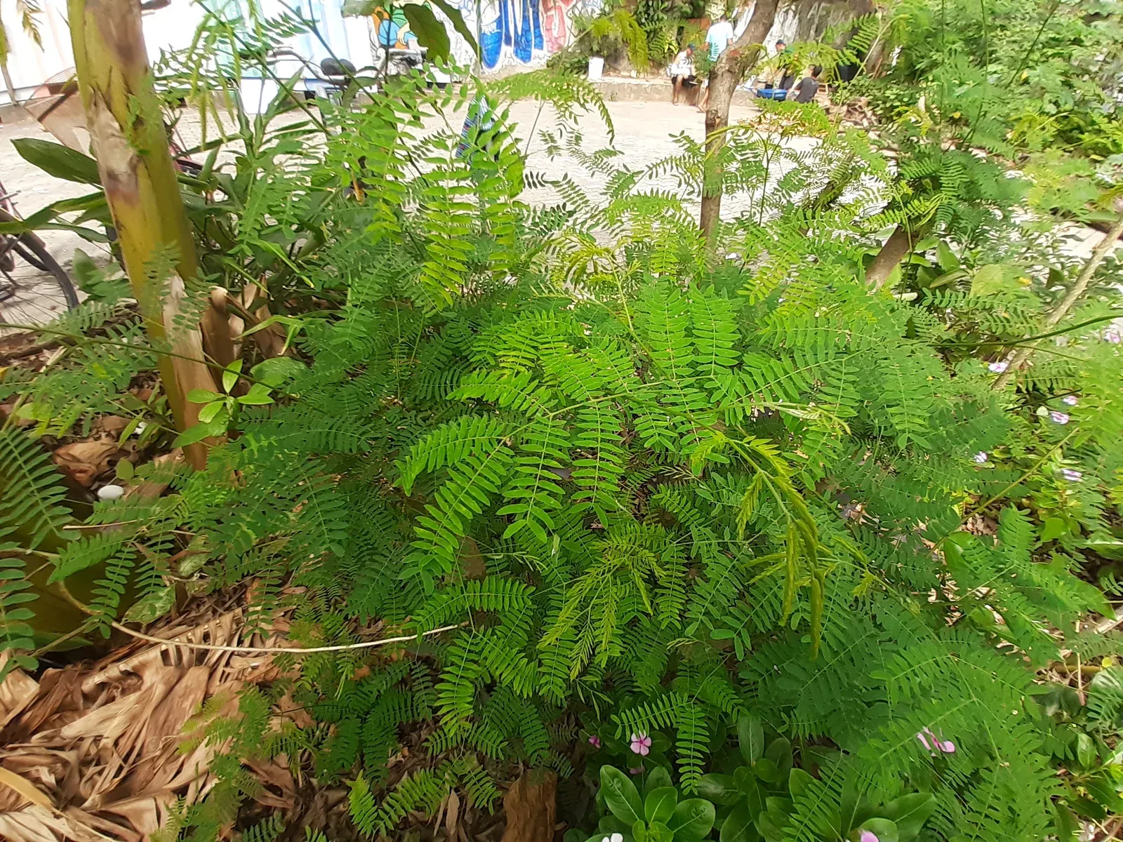 Leucena (Leucaena leucocephala)