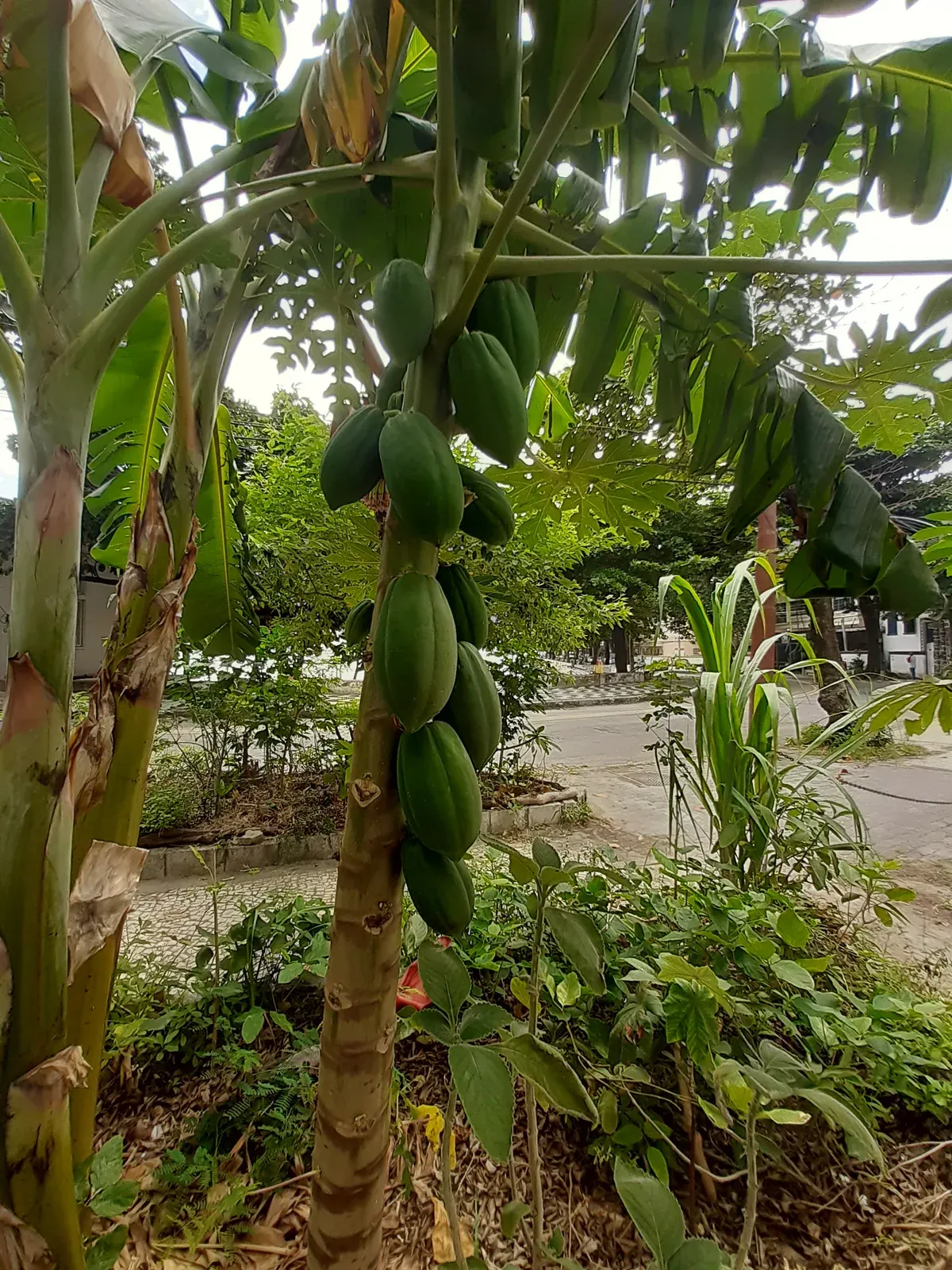 Mamão (Carica papaya L.)