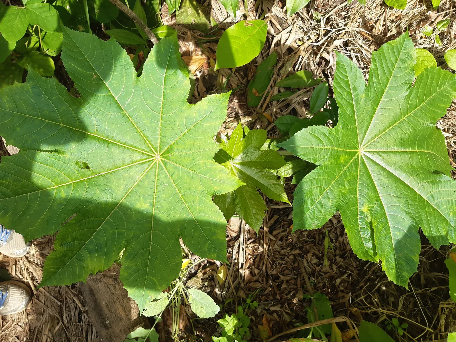 Mamona (Ricinus communis L.)
