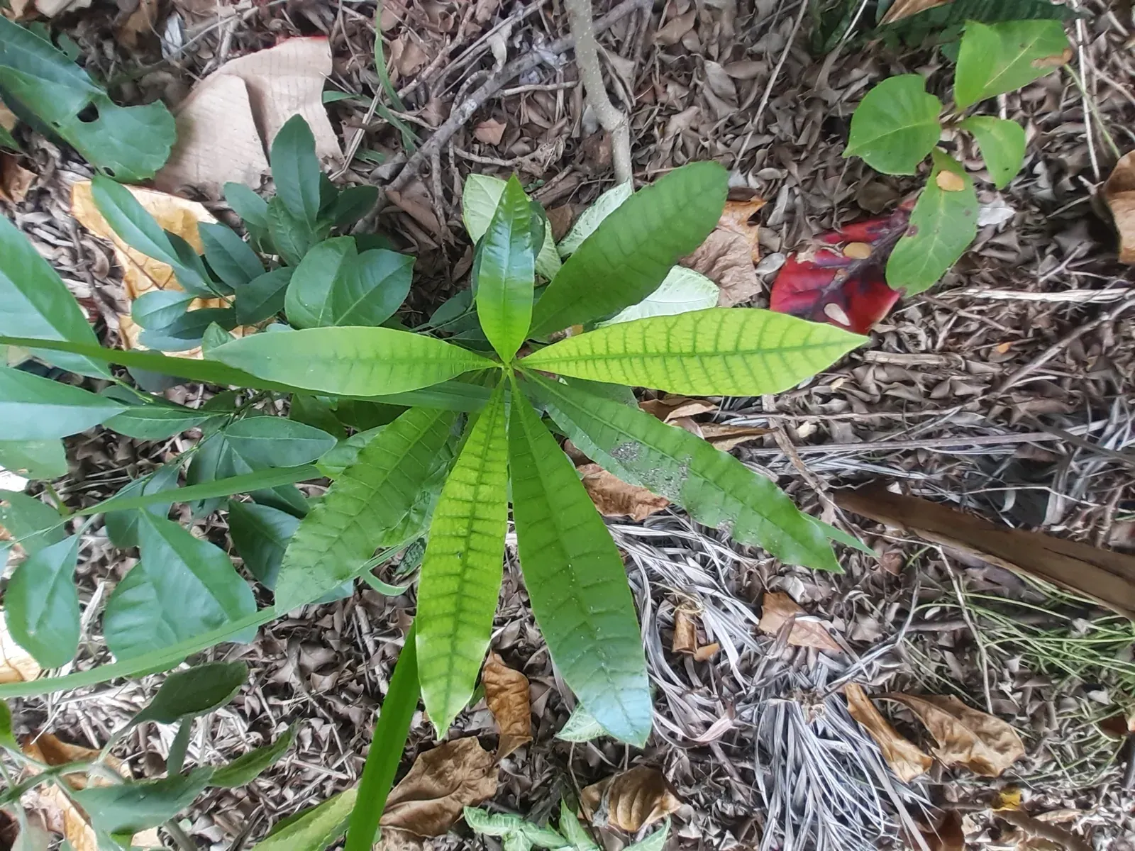 Manga (Mangifera indica L.)