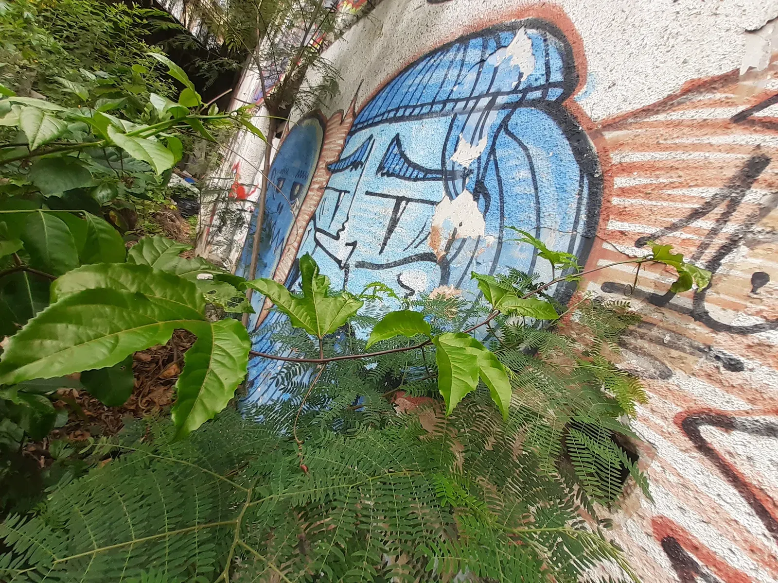 Maracujá (Passiflora caerulea)