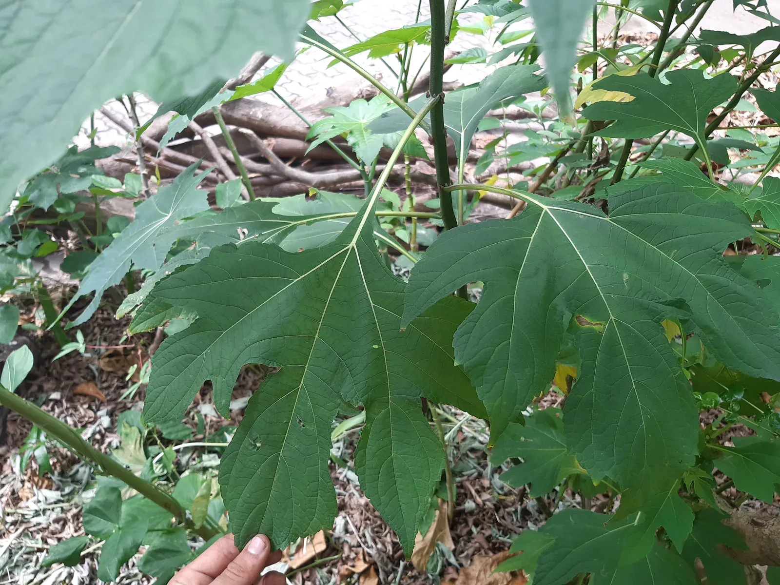 Margaridão (Tithonia diversifolia A.Gray)