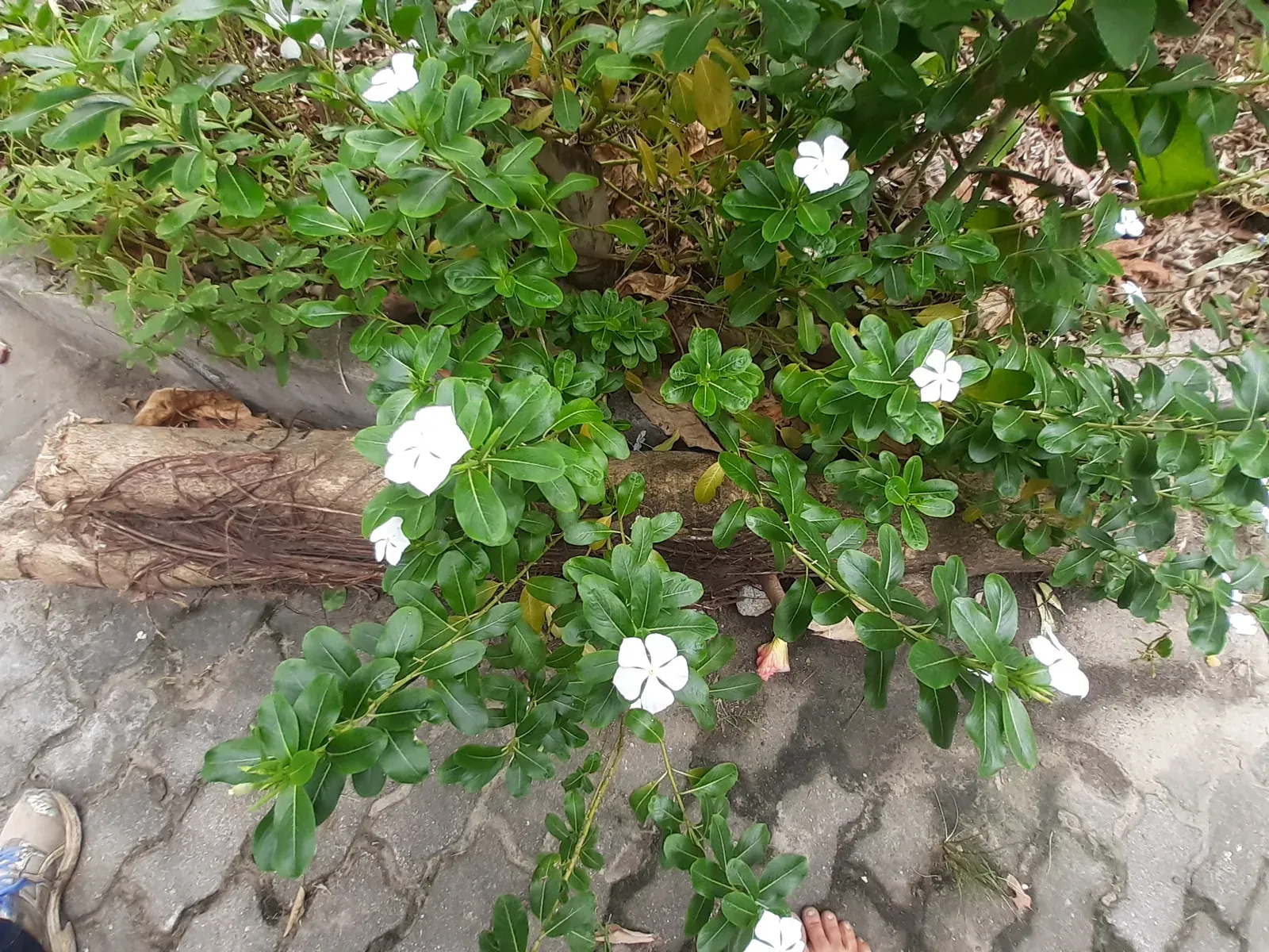 Maria-sem-vergonha (Impatiens walleriana Hook. f.)