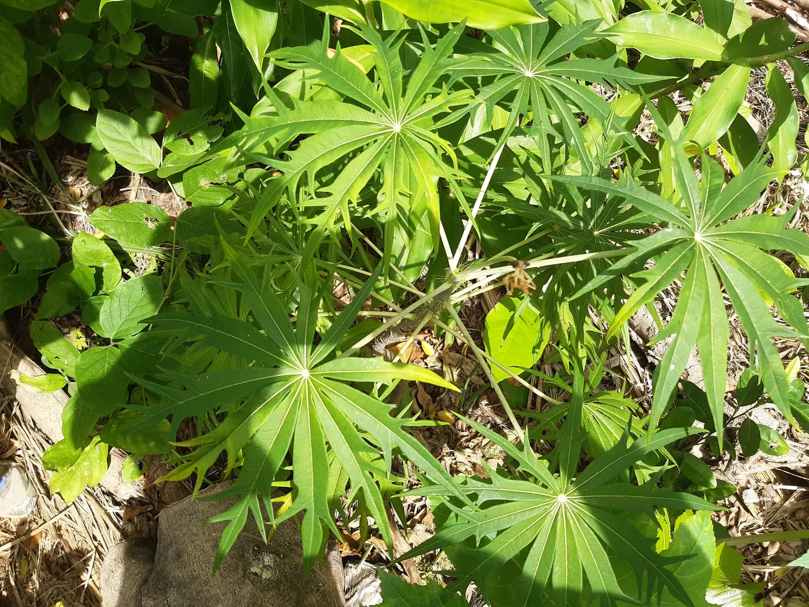 Merthiolate (Jatropha multifida L.)