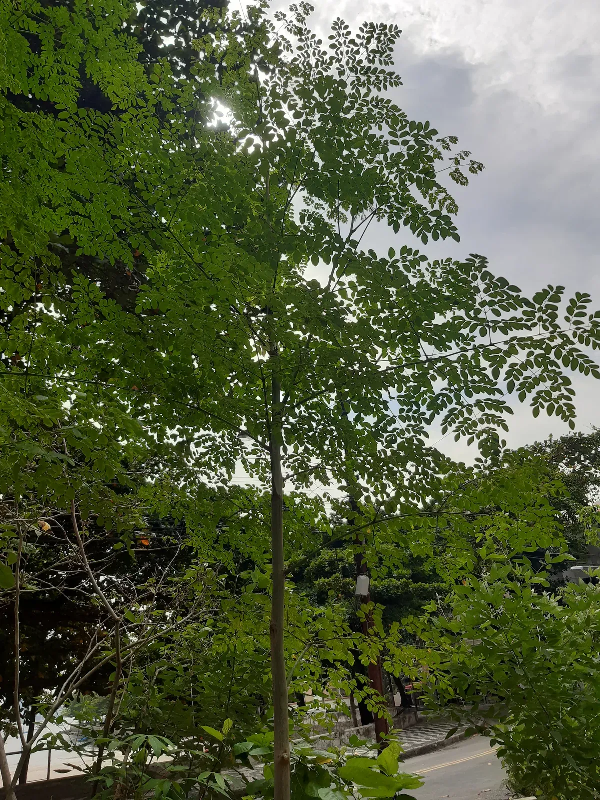 Moringa (Moringa oleifera Lam.)