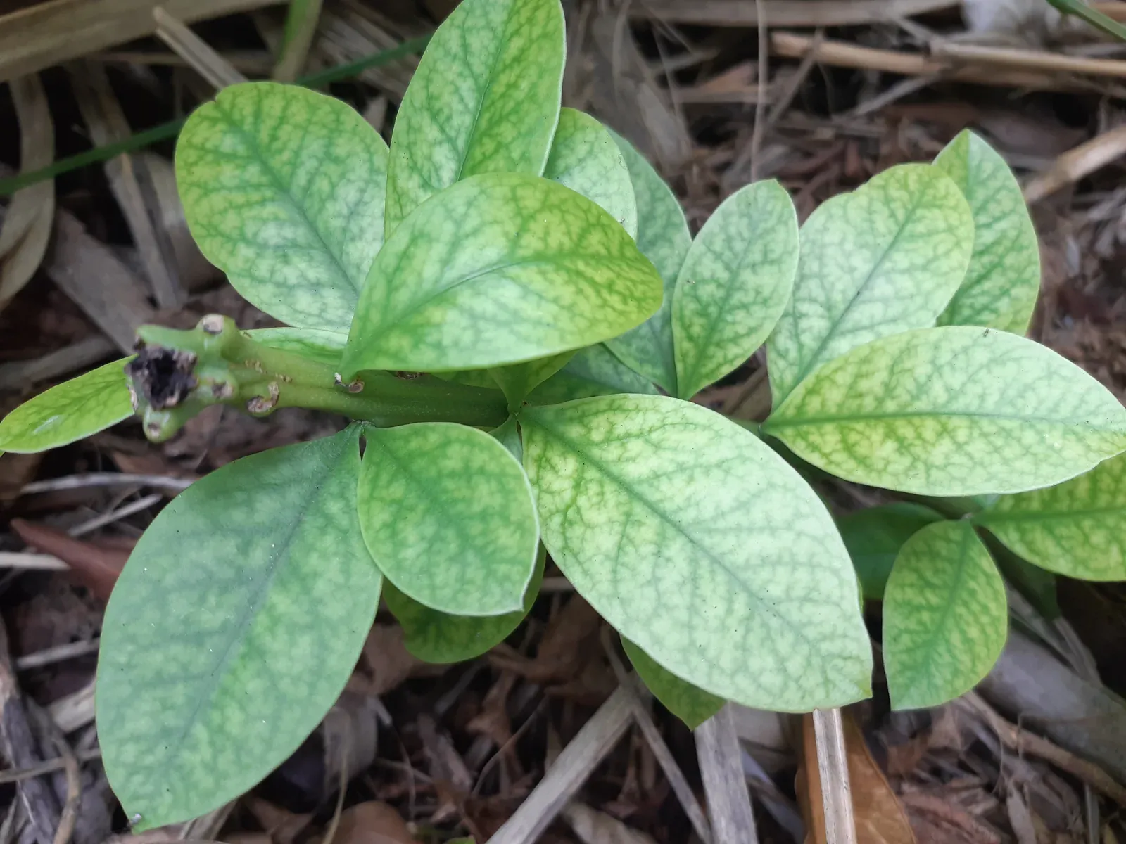 Ora-pro-nóbis (Pereskia grandifolia Haw.)
