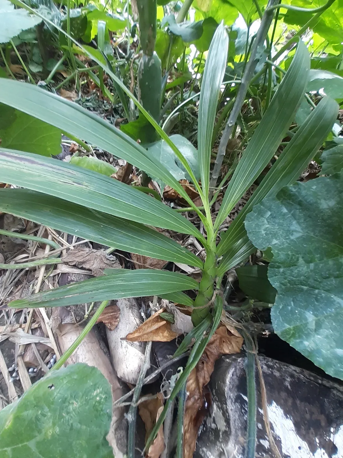 Orchidea - Sumare (Cyrtopodium andersonii)
