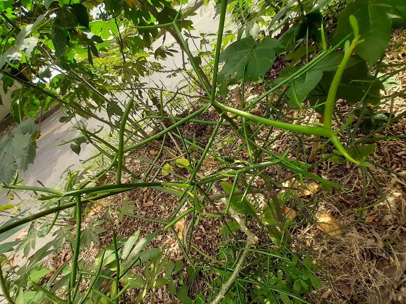 Pau pelado (Euphorbia tirucalli)