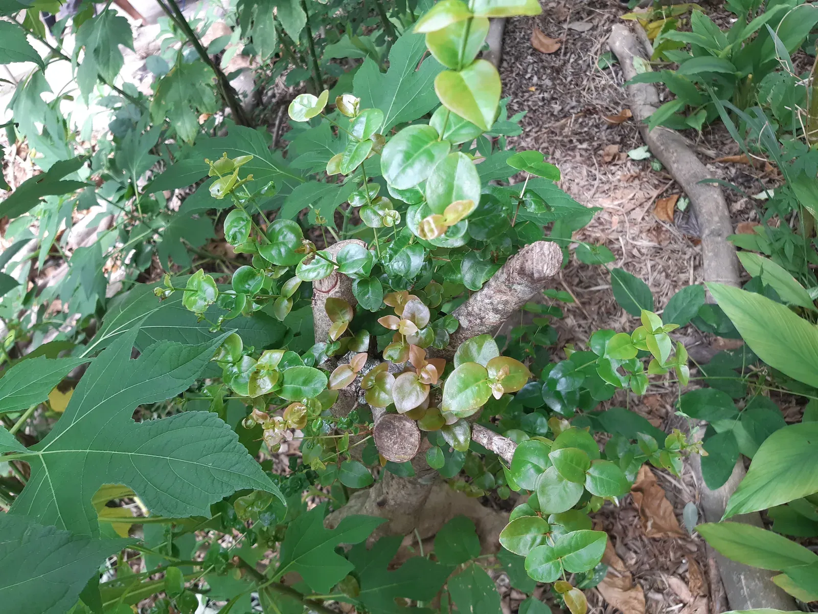 Pitanga (Eugenia pitanga (O.Berg) Nied. / Eugenia uniflora L.)