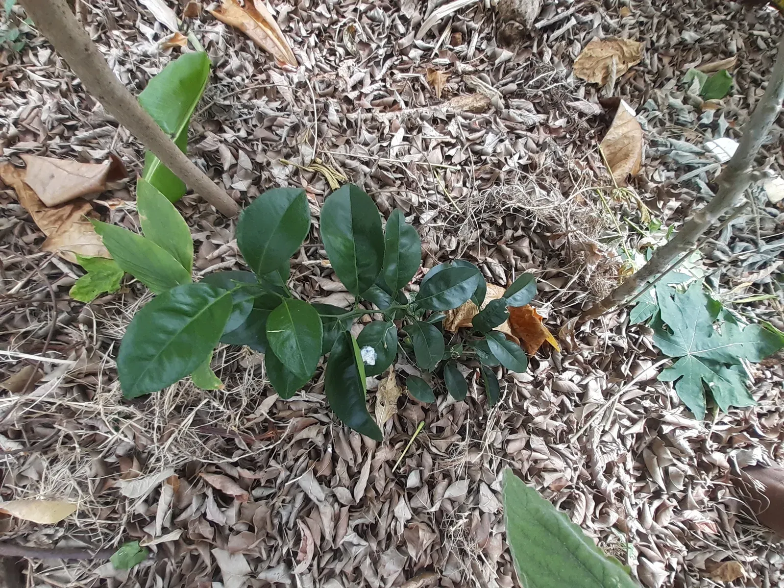 Tangerina (Citrus reticulata (cultivar ?))