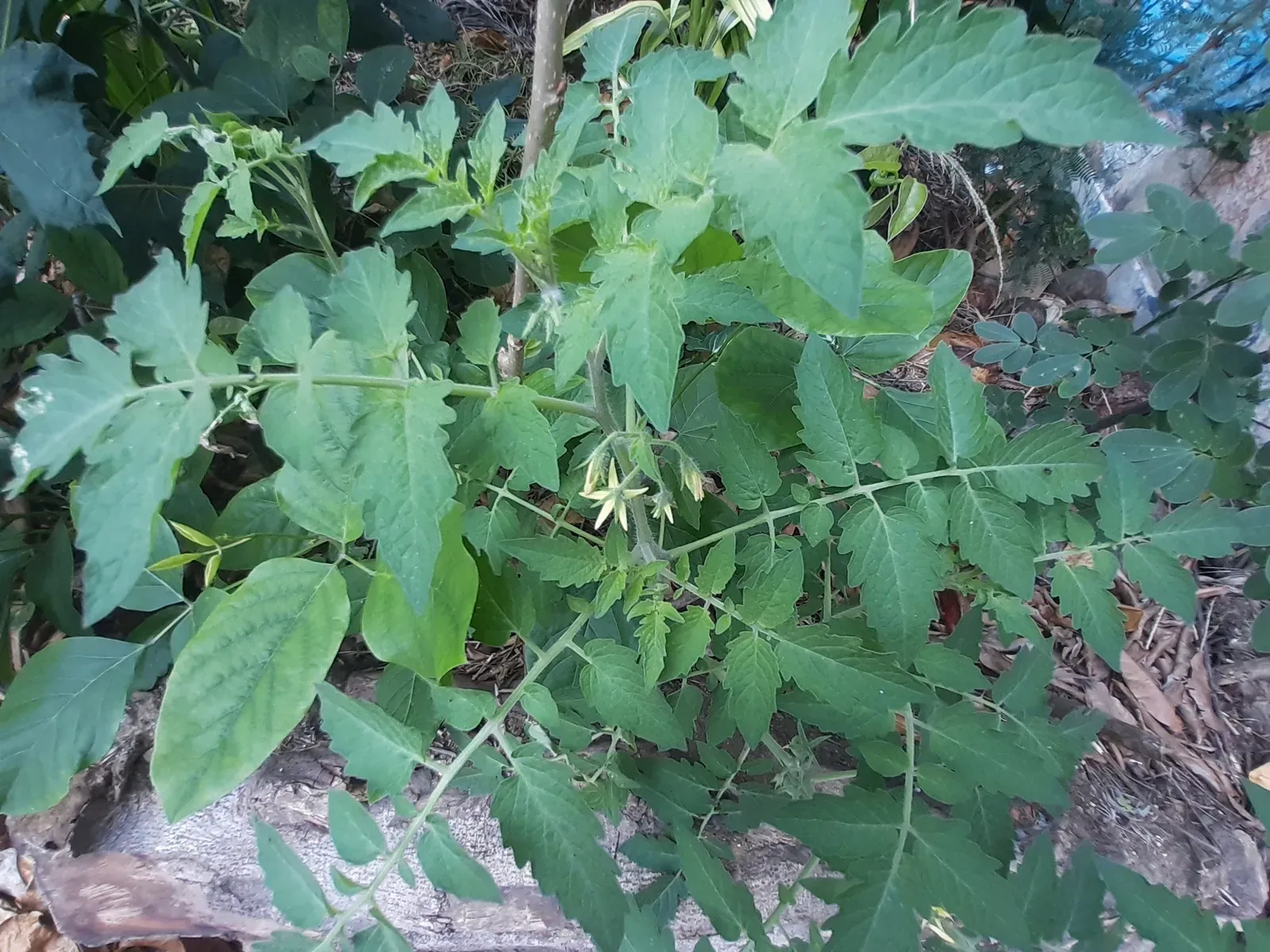 Tomate (Lycopersicum esculentum Mill.)